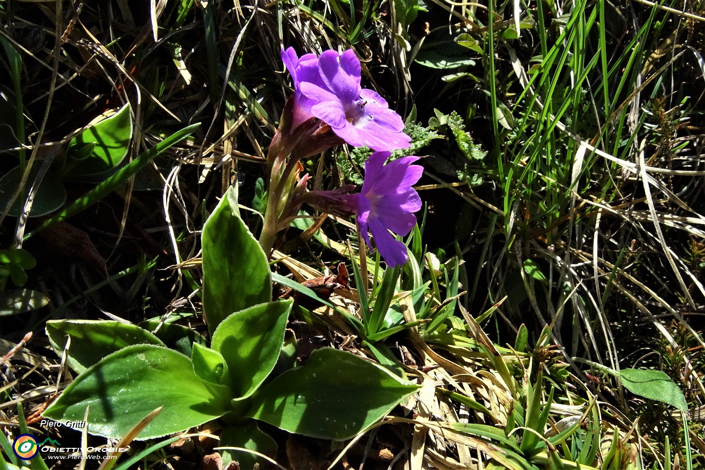 36 Primula di Lombardia (Primula glaucescens).JPG